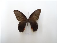 黑鳳蝶藏品圖，第2張